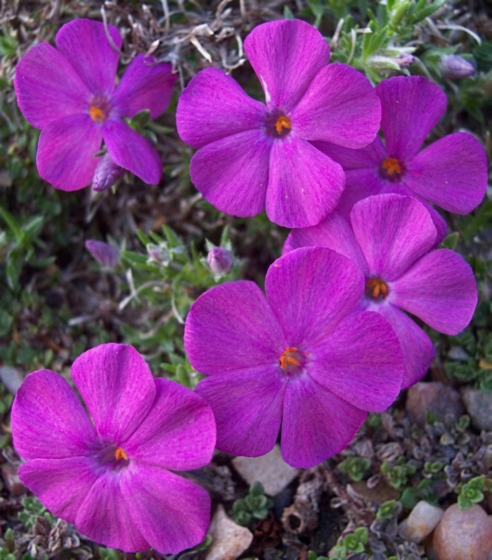 Phlox subulata 'Tschernobyl'