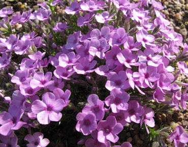 Phlox douglasii 'Georg Arends'