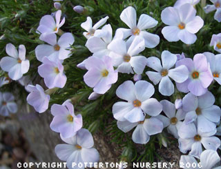 Phlox douglasii 'J.A. Hibberson'