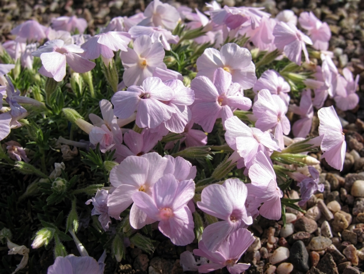 Phlox douglasii 'Napoleon'