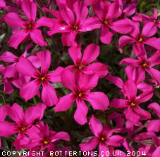 Phlox subulata 'Scarlet Flame'