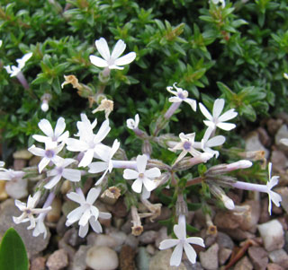 Phlox 'Sileniflora'
