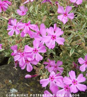 Phlox subulata 'Nettleton Variation' 