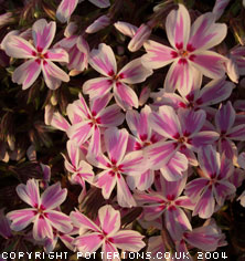 Phlox subulata 'Kimono'