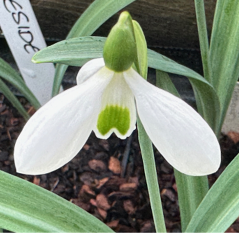Galanthus 'Eskdaleside'