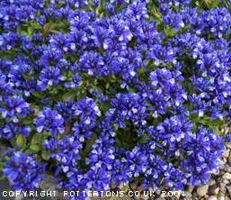 Polygala calcarea 'Lillet'