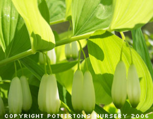 Polygonatum odoratum coll. Kew Form