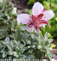 Potentilla nitida 'Alba'