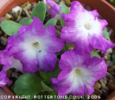 Primula allionii 'Bill Martin'