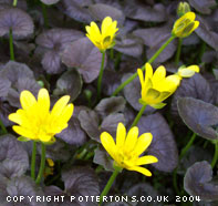 Ranunculus ficaria 'Brazen Hussy'