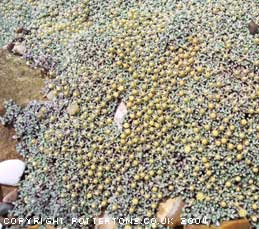 Raoulia australis