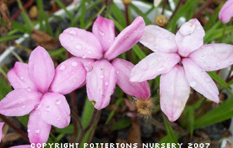 Rhodohypoxis baurii 'Tetra Pink'