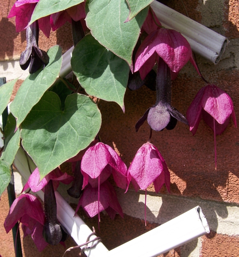 Rhodochitum atrosanguineum
