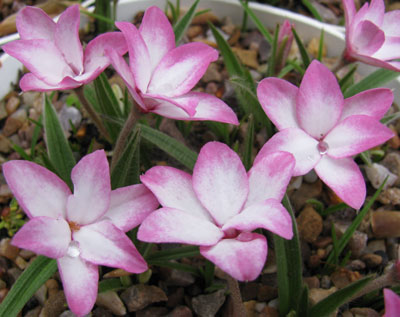 Rhodohypoxis baurii 'Jacqueline Potterton'