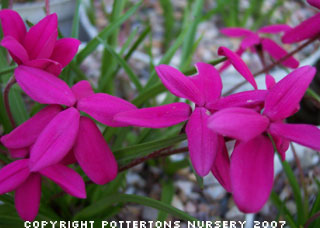Rhodohypoxis milloides