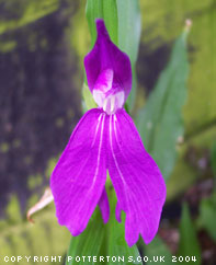 Roscoea purpurea