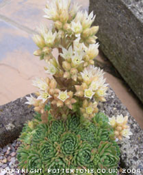 Rosularia chrysantha 