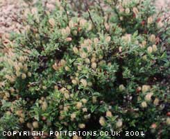 Salix reticulata ssp. nivalis