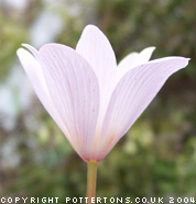 Sanguinaria canadensis 