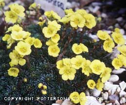 Saxifraga 'Eulenspiegel' (x geuderi)