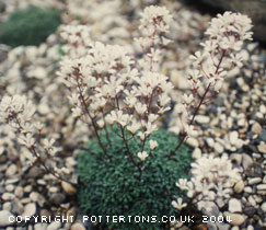 Saxifraga cochlearis 'Minor'