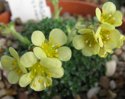 Saxifraga kotschyi x wendelboi