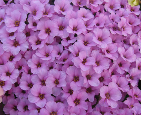 Sessile Flowers
