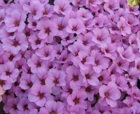 Saxifraga 'Winifred' (x poluniniana) 