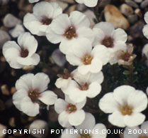 Saxifraga 'Labe' (x arco-valleyi)