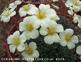 Saxifraga 'Nottingham Gold' (x boydii) 