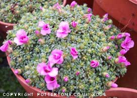 Saxifraga 'Winifred' (x anglica)