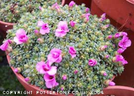 Saxifraga 'Winifred' (x anglica) 