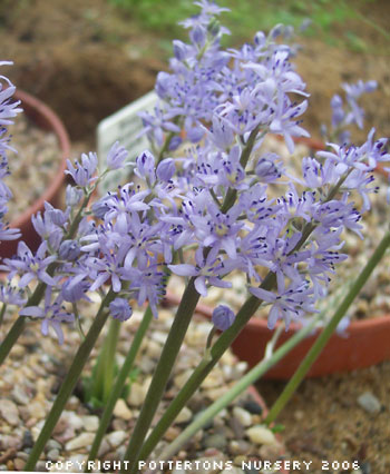 Scilla lingulata var ciliolata 1331/20