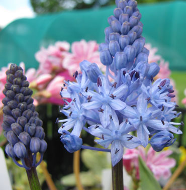 Scilla litardieri 