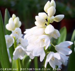 Scilla siberica alba 