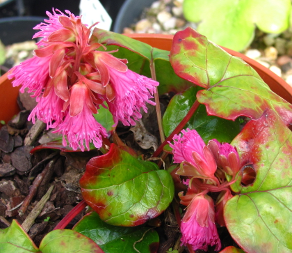 Shortia soldanelloides var magna 