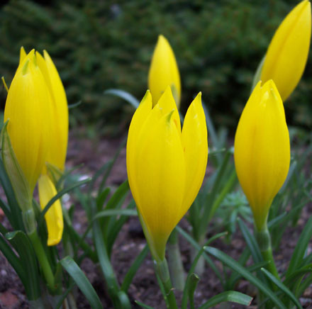 Sternbergia lutea 