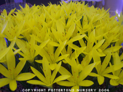 Sternbergia sicula
