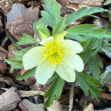 Anemone x lipsiensis 'Stiby'