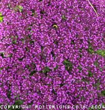 Thymus 'Redstart' 