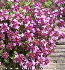 Thymus serpyllum 'Russetings'