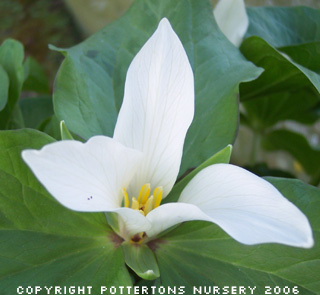 Trillium albidum