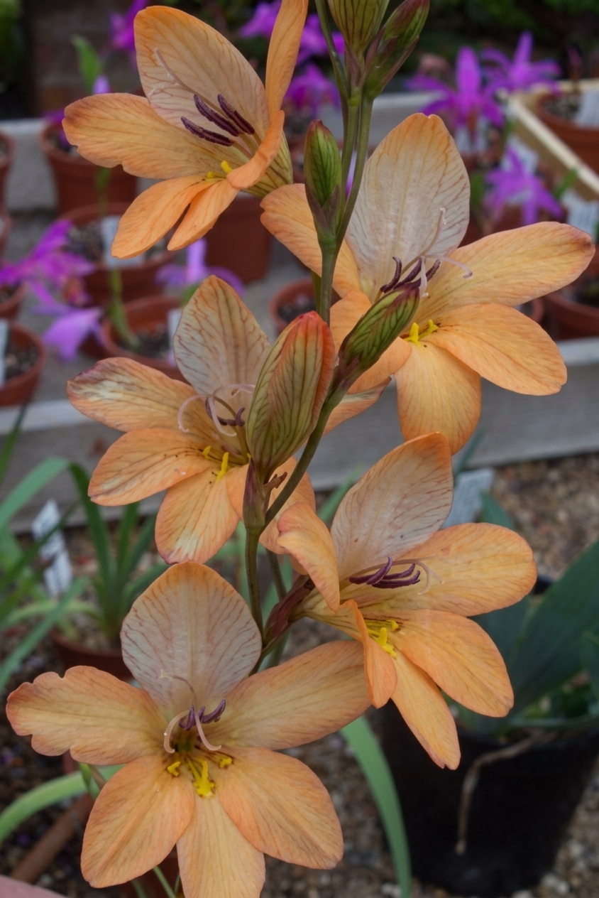 Tritonia laxifolia