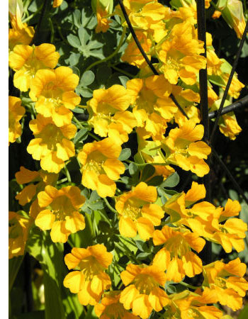 Tropaeolum polyphyllum 