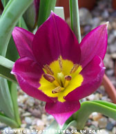 Tulipa humilis 'Persian Pearl'
