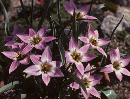 Tulipa aucheriana