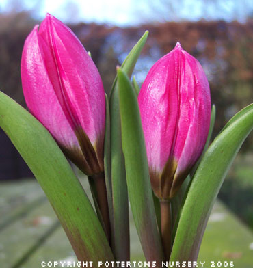 Tulipa humilis var. pulchella 'Violacea Black Base' 