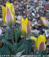 Tulipa iliensis 