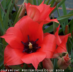 Tulipa linifolia 