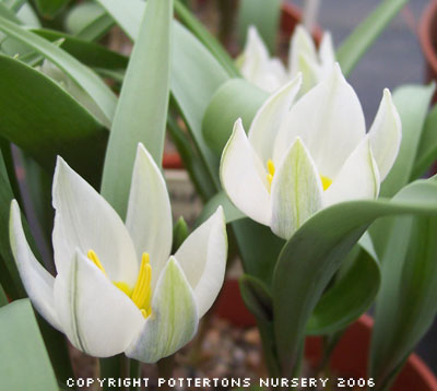Tulipa biflora 1353/20